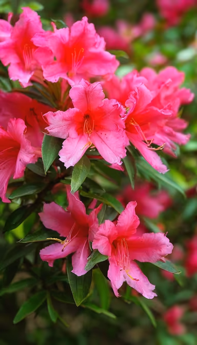 Pink Azalea Bloom Pink Azalea Bloom