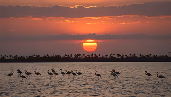 Flamingo Sunset Flamingo Sunset