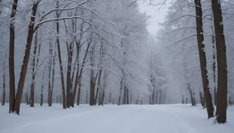 Winter Wonderland Winter Wonderland