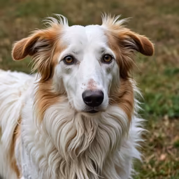 Dog Portrait Dog Portrait