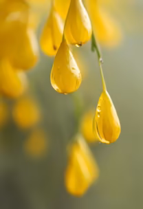 Golden Raindrops