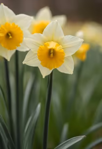 Daffodil Dreams Daffodil Dreams