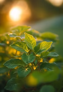 Golden Hour Greens Golden Hour Greens