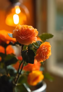 Orange Roses Orange Roses