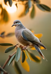 Morning Dove Morning Dove