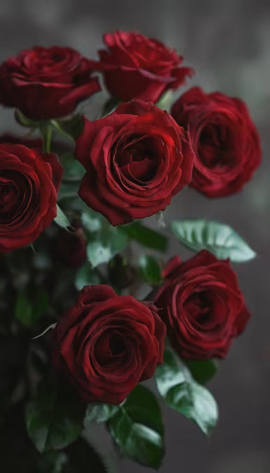 Crimson Roses Crimson Roses