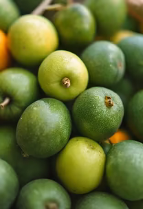 Fresh Harvest Fresh Harvest