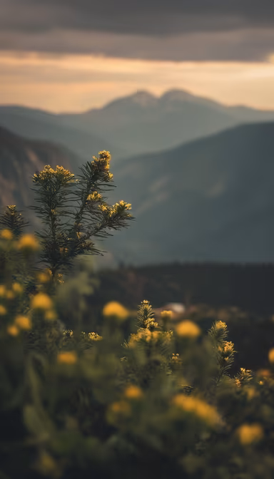 Mountain Meadow Mountain Meadow