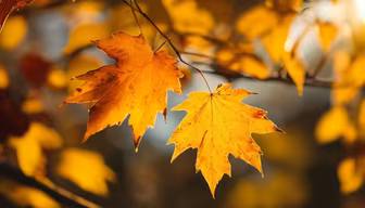 Autumn Leaves Autumn Leaves