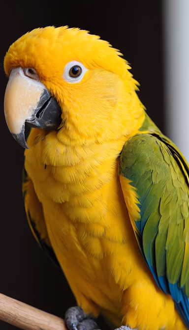 Golden Conure Golden Conure