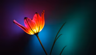 Radiant Bloom