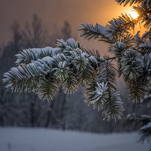Winter's Touch
