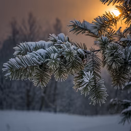 Winter's Touch Winter's Touch