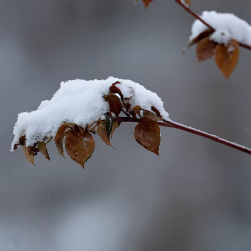 Winter's Touch