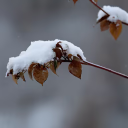 Winter's Touch