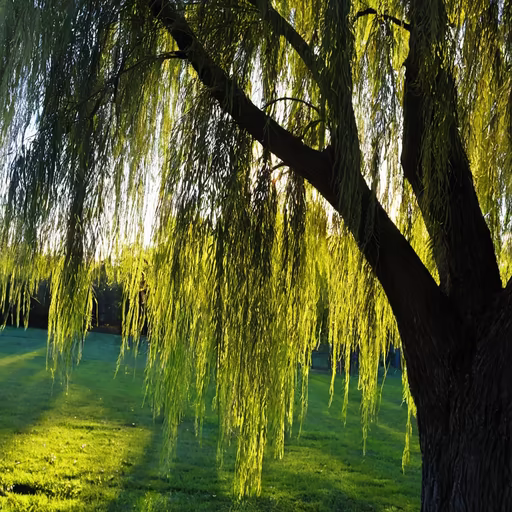 Whispering Willow