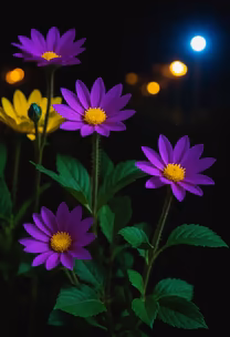 Night Bloom Night Bloom