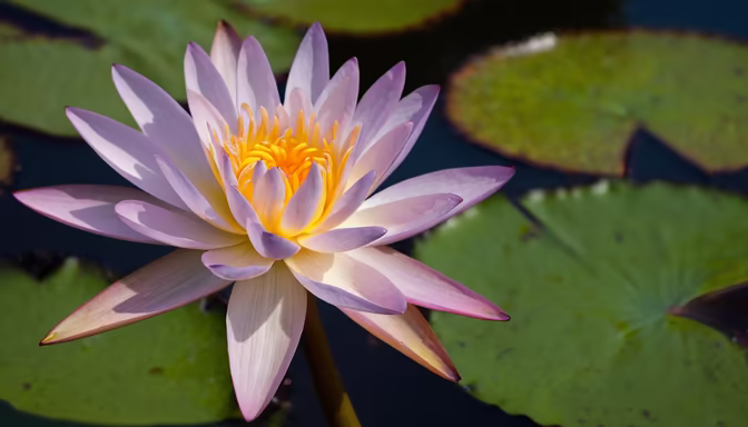 Water Lily Bloom