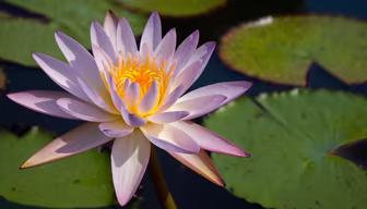 Water Lily Bloom
