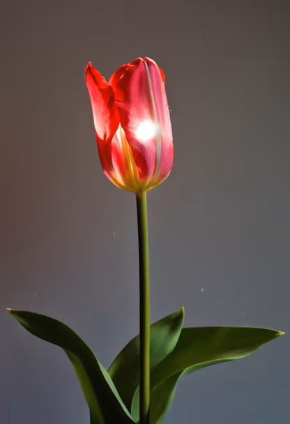 Radiant Bloom Radiant Bloom