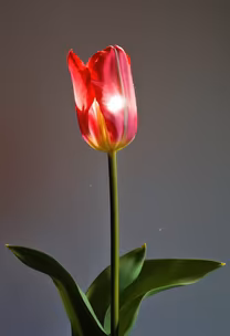 Radiant Bloom Radiant Bloom