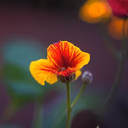 Summer Bloom