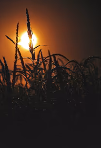 Golden Hour Field Golden Hour Field
