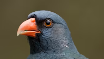 Knobbed Hornbill