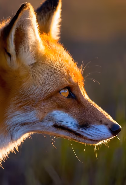 Fox in the Wild Fox in the Wild