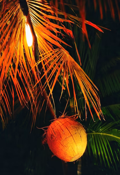 Tropical Nights