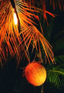 Tropical Nights Tropical Nights