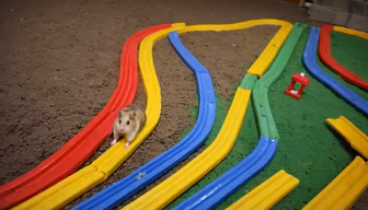 Hamster Highway Hamster Highway