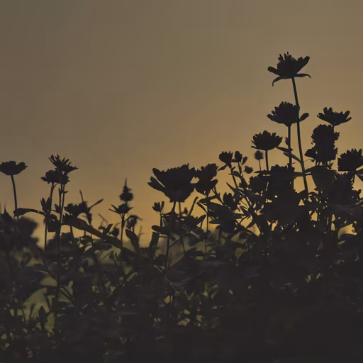 Floral Dusk