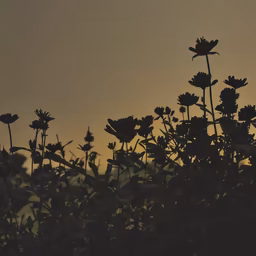 Floral Dusk Floral Dusk