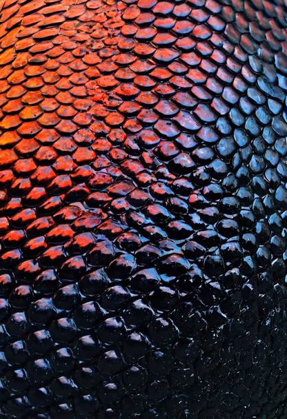 Dragon Scales Dragon Scales