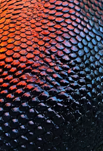 Dragon Scales