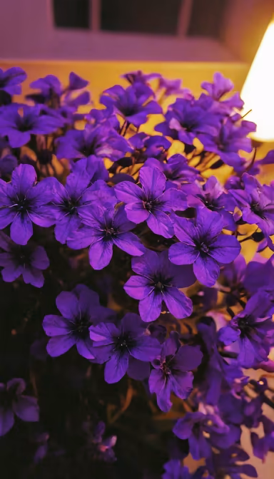 Purple Haze