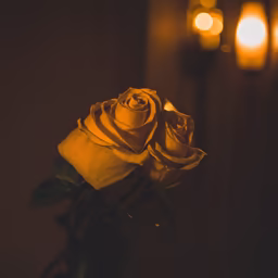 Golden Roses Golden Roses