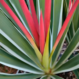 Tropical Bloom Tropical Bloom