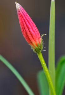 Crimson Bloom Crimson Bloom