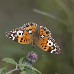 Painted Lady Painted Lady
