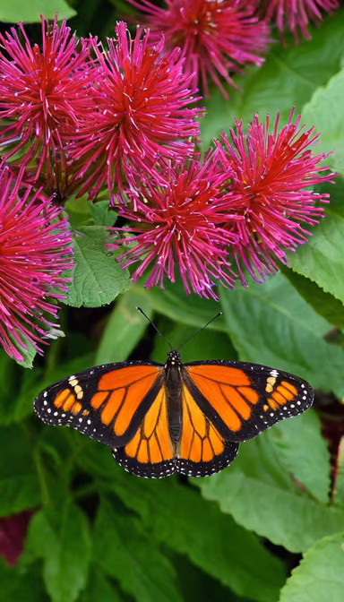 Monarch's Moment Monarch's Moment