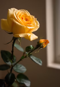 Golden Rose Golden Rose