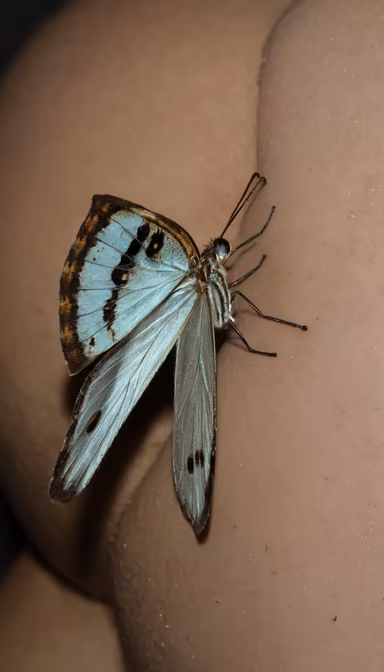 Butterfly Landing