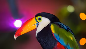 Tropical Beauty Tropical Beauty