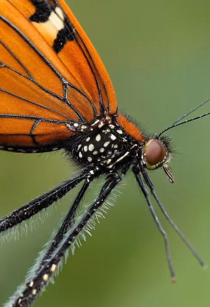 Monarch Close-Up Monarch Close-Up