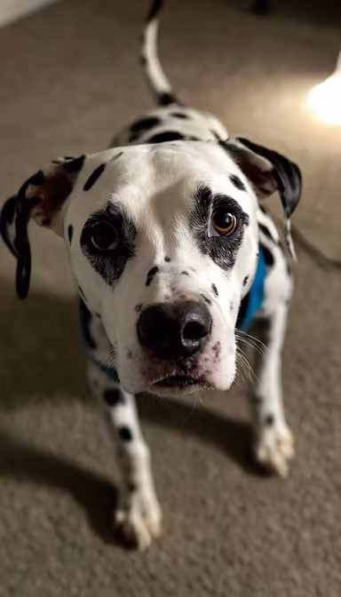Puppy Eyes Puppy Eyes