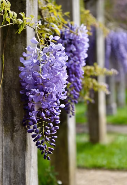 Wisteria Dreams Wisteria Dreams