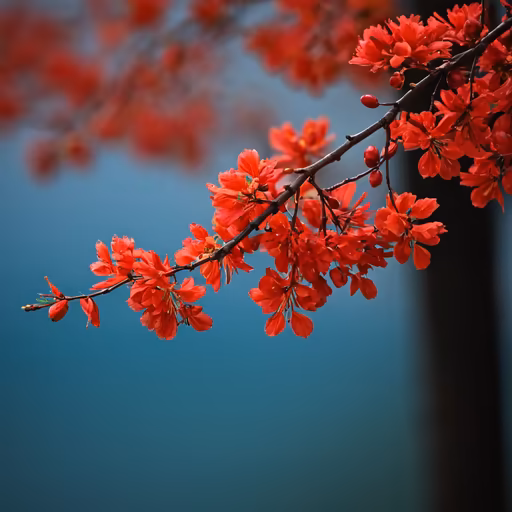 Crimson Bloom