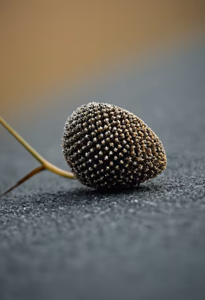 Dried Beauty